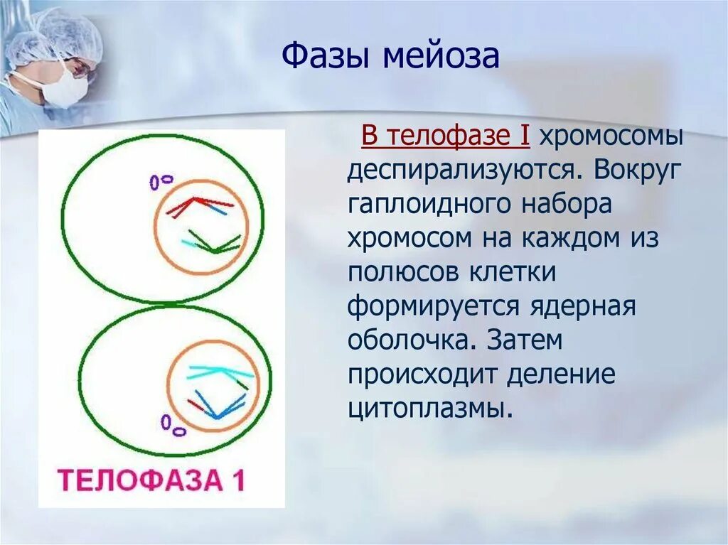 Биологическая сущность мейоза состоит в