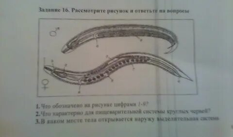 Тест по круглым червям 7 класс