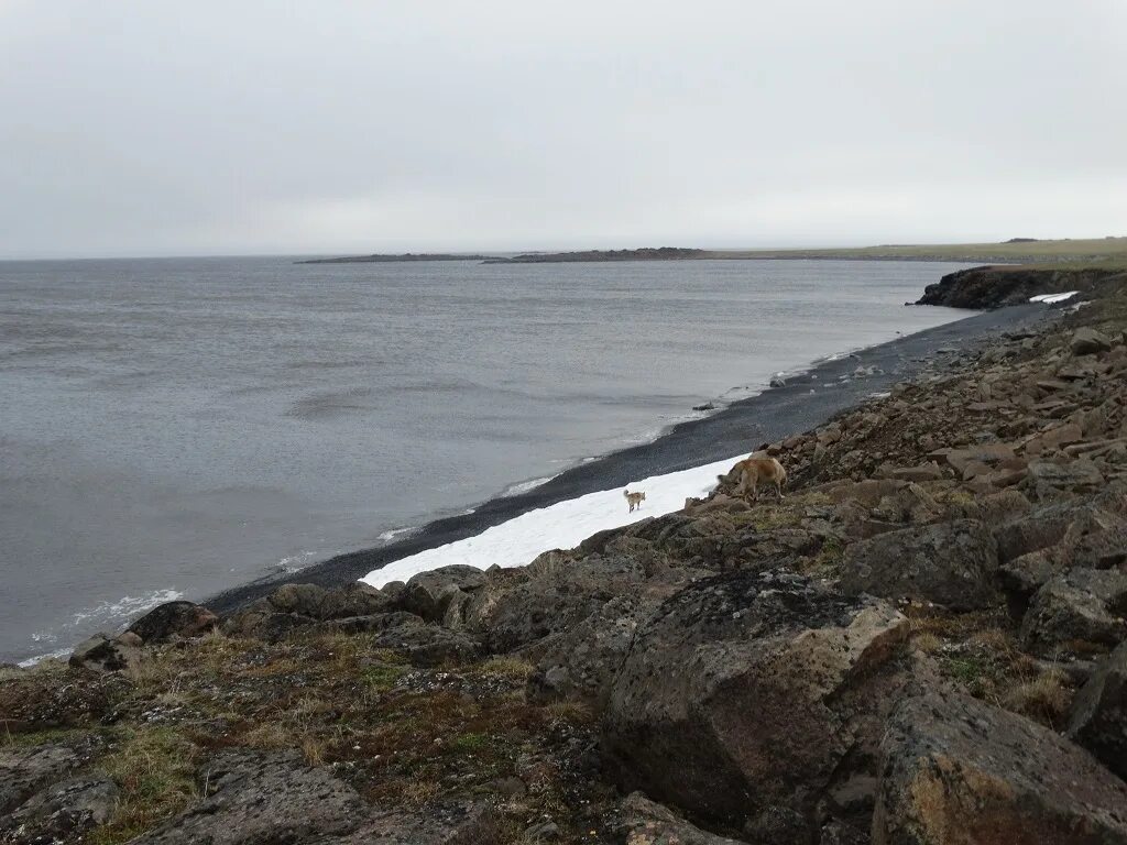 пляж диксон. берег петра чичагова. самый северный остров россии. поселок порт диксон. карское море острова карского моря.