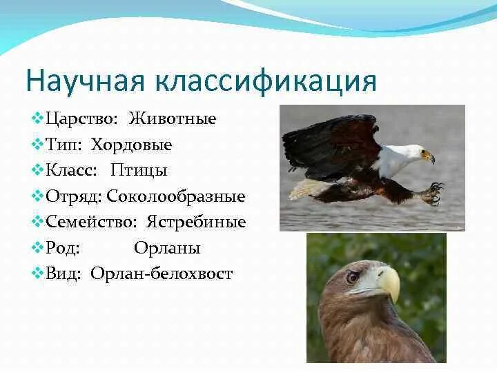 Особенности внешнего строения соколообразных