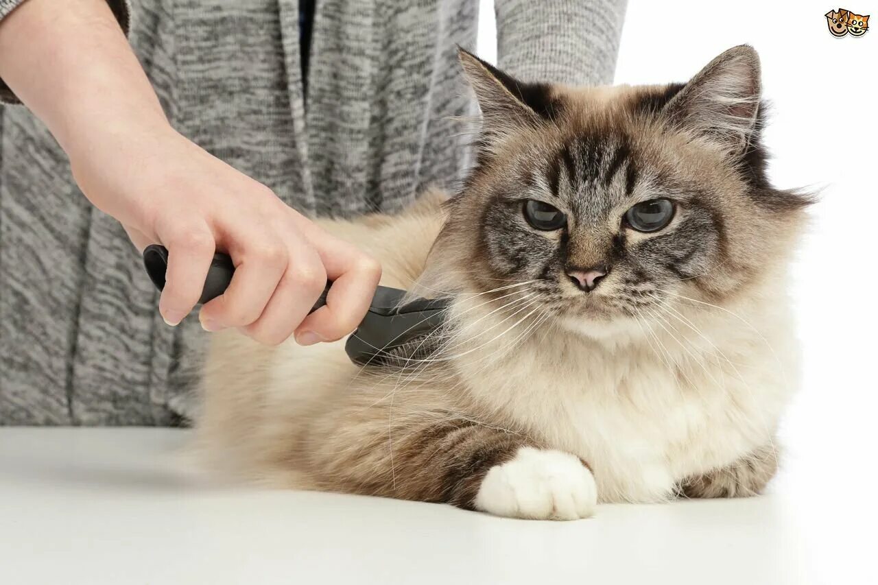 Кот врач. Cat s care. Ветеринар с кошкой. Cat s care. Вычесывание кошек.