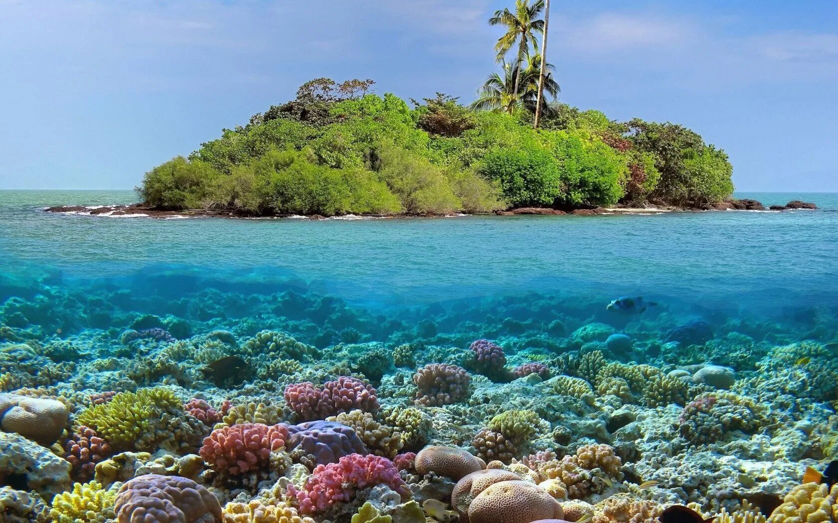 Coral more. Атолл коралловый остров. Атолл Альдабра Сейшельские острова. Коралловые рифы Атоллы. Мальдивы Лагуна риф.