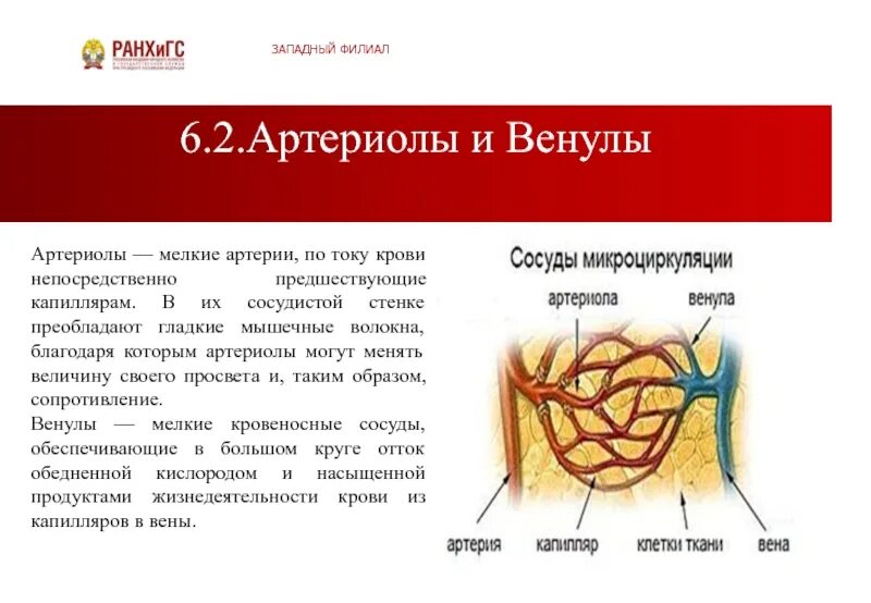Артериолы гистологическое строение. Артериолы функции. Строение сосуда артерии. Артериолы это. Артерии и артериолы.