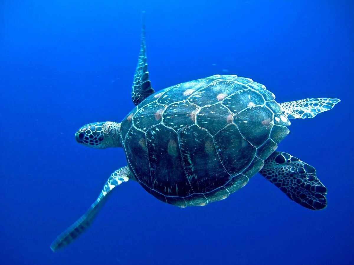К какой группе относятся морские черепахи. Зеленая морская черепаха. Зеленая суповая черепаха. Морские черепахи черепахи. Зеленая (суповая морская черепаха).