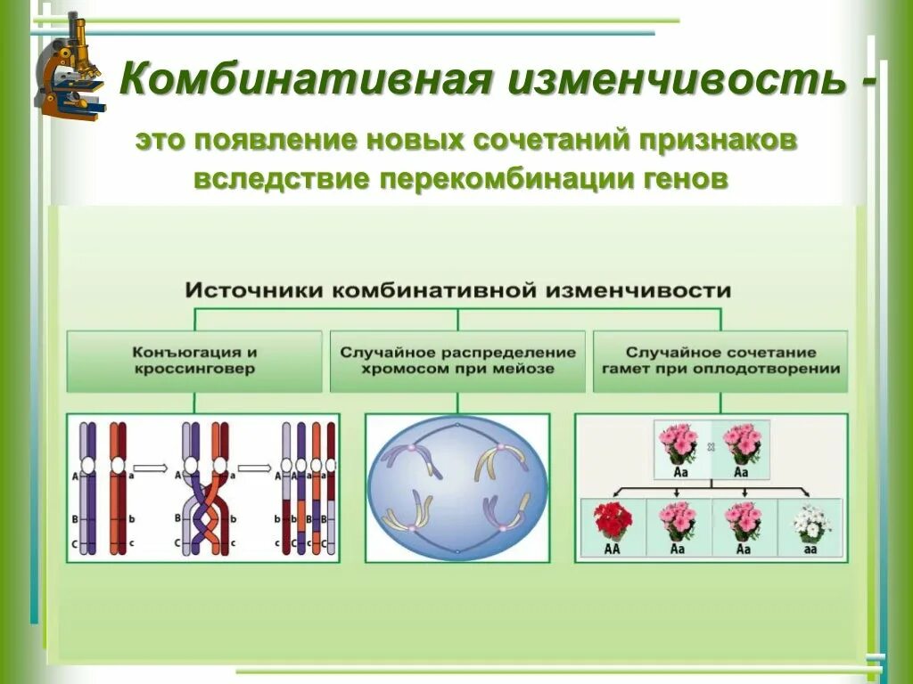 При каком размножении происходит комбинативная изменчивость. Комбинативная изменчивость. комбинативная изменчивость признаки. механизмы возникновения комбинативной изменчивости. комбинативная наследственная изменчивость.