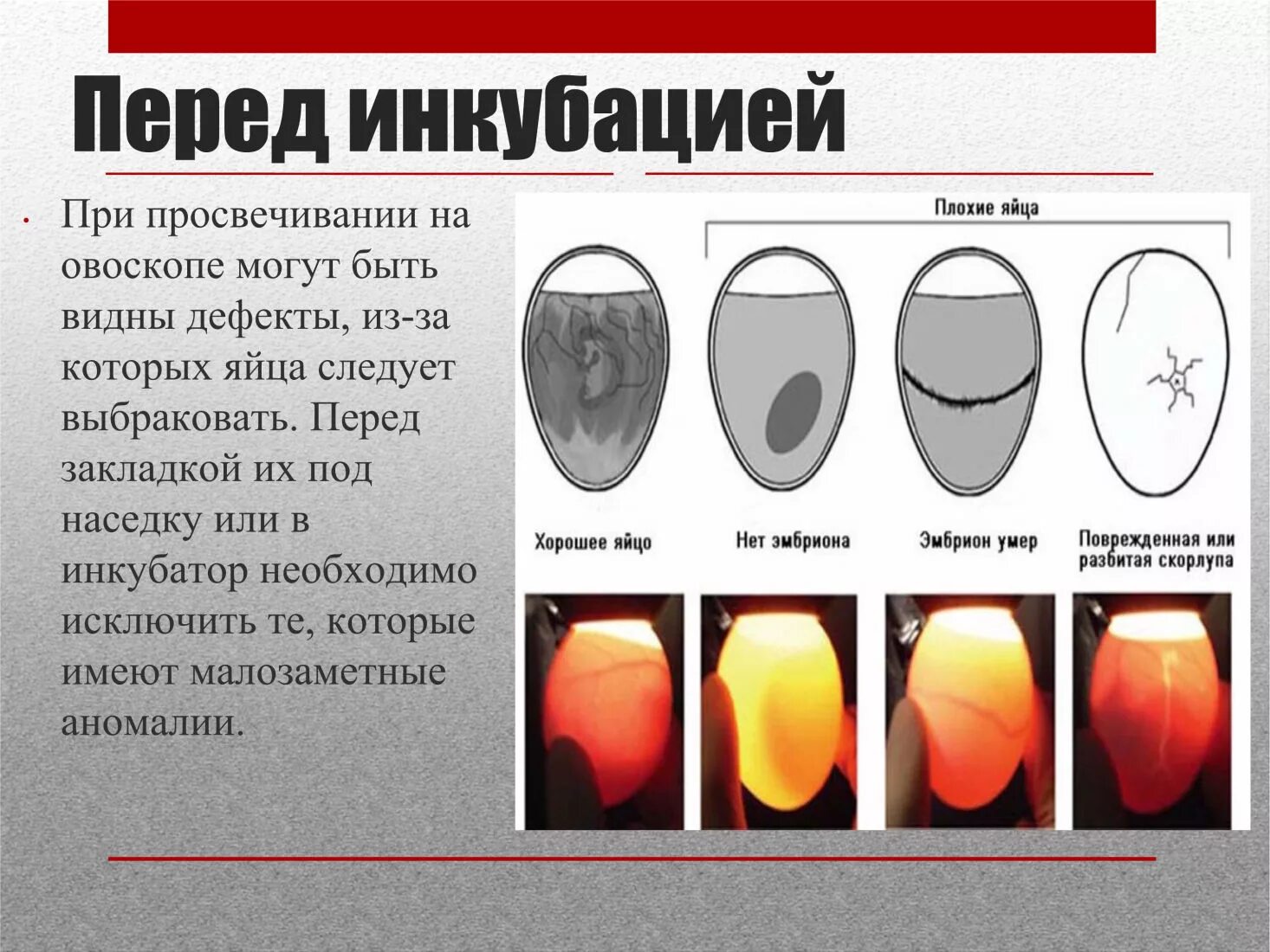 Через сколько проверять яйца в инкубаторе. Просвечивание яиц овоскопом. Просвечивание куриных яиц при инкубации. 14 День инкубации куриных яиц. Плохие яйца в инкубаторе.