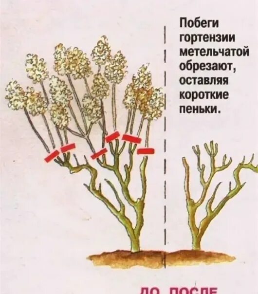 Обрезка метельчатой гортензии весной. Обрезка гортензии метельчатой. Схема обрезки метельчатой гортензии. Обрезка метельчатой гортензии осенью.