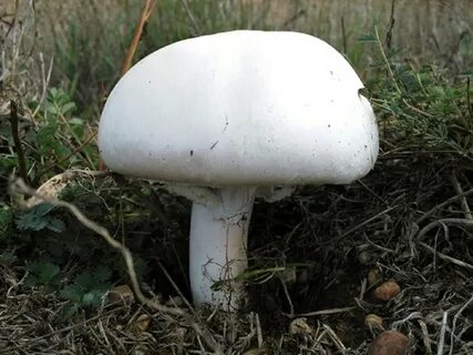 Белый гриб шампиньон