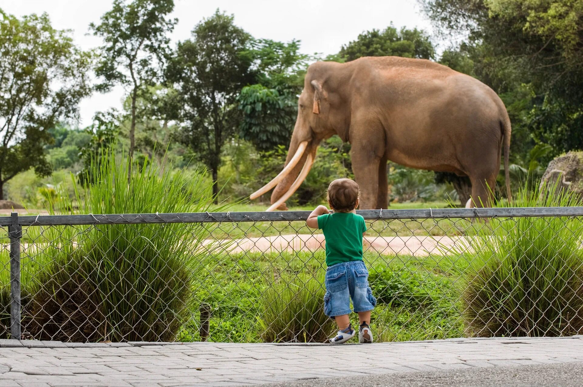 Zoo child. Сафари-парк зоопарка Сан-Диего. Дети в зоопарке. Мальчик в зоопарке. Слоны в зоопарке.