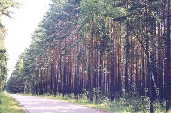 гмирянский бор красноярский край. резиденция сосны красноярск. сосняк красноярск. поселок сосновая красноярский край. сосновый лес красноярск.