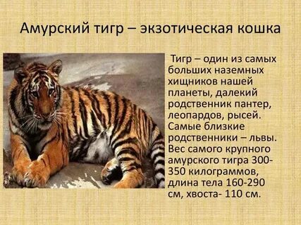 Амурский тигр систематическое положение