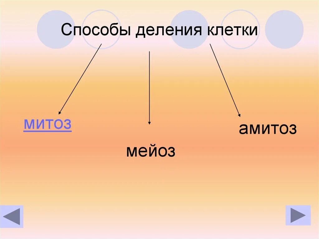 Способы деления клеток амитоз митоз мейоз. Способы деления клетки амитоз. Деление клетки митоз мейоз амитоз. Способы деления клетки митоз мейоз.