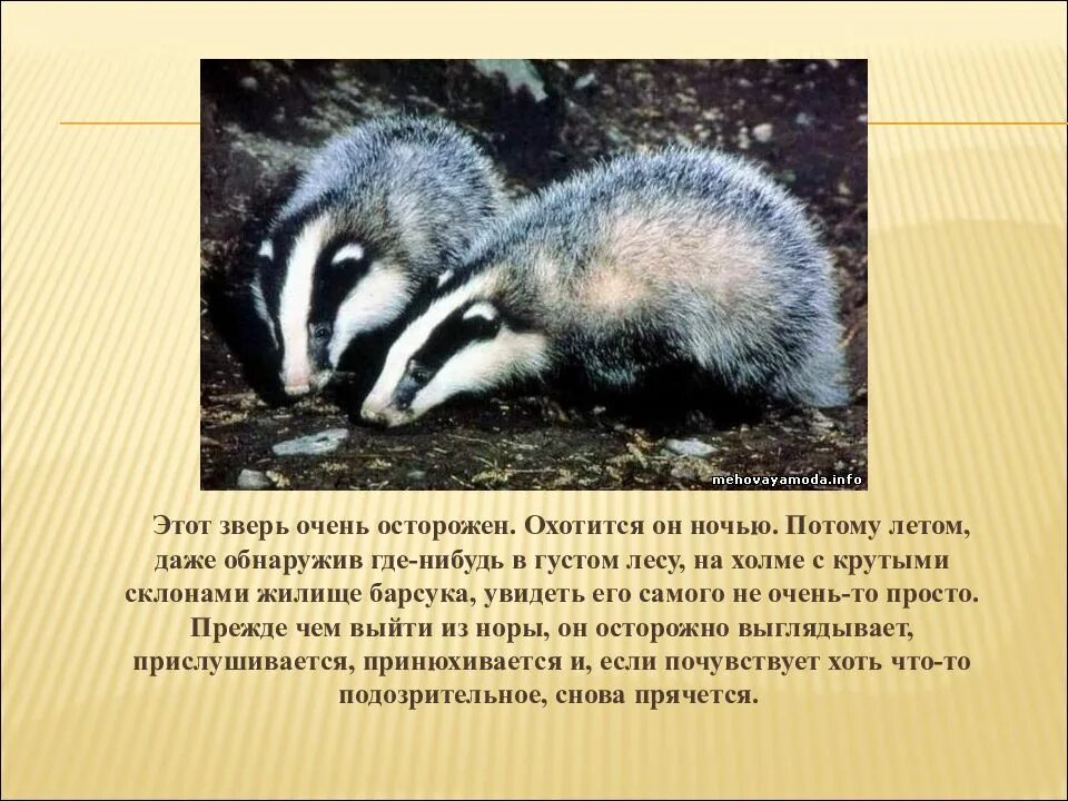 Барсук всеядное животное. Барсук зверь очень осторожный. всеядное животное барсук презентация. барсуков а.н. презентация. осторожно барсук.