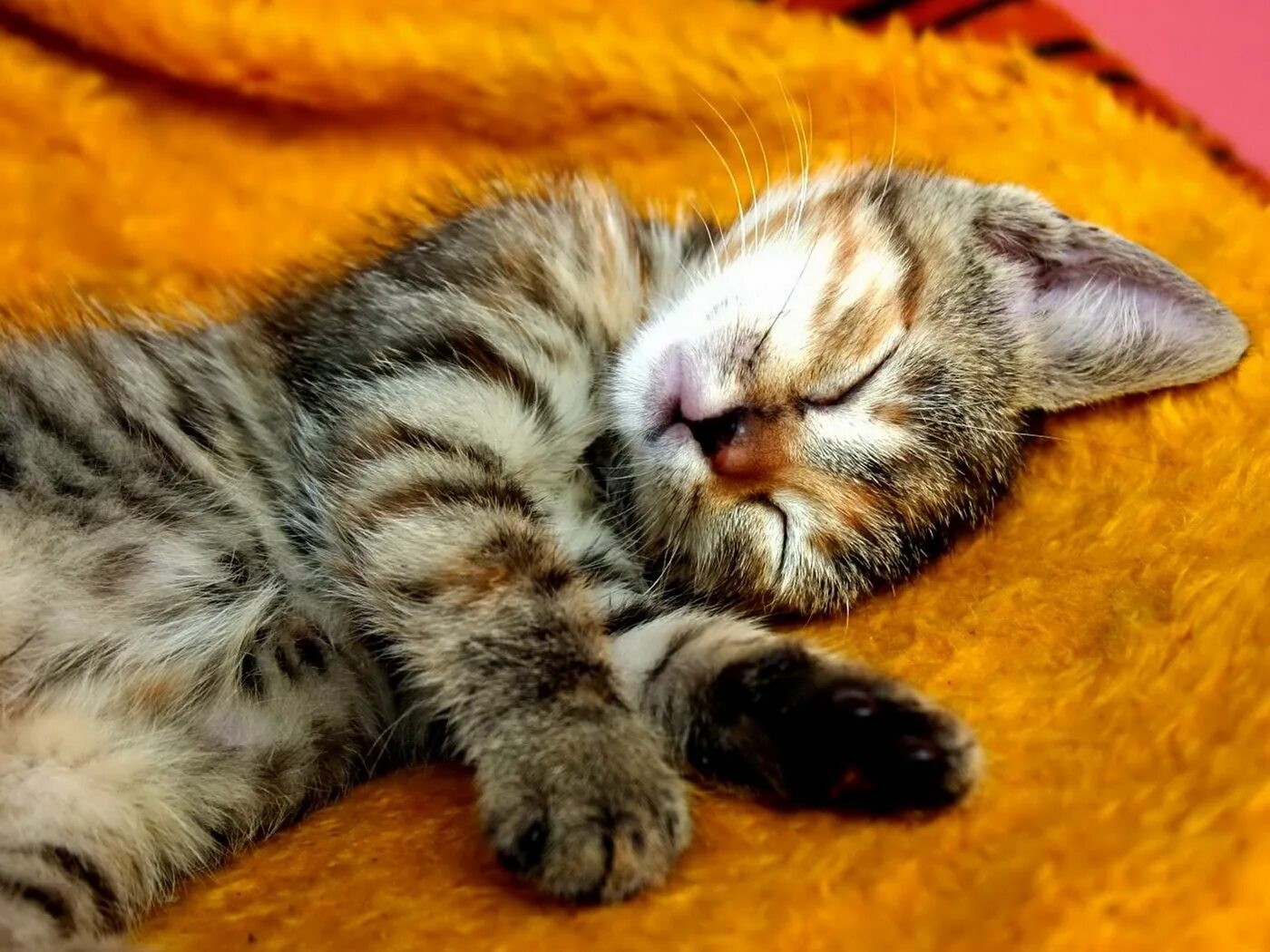 Спящий котенок. Спящий кот. спящие котята. котик спит. милые спящие котята.