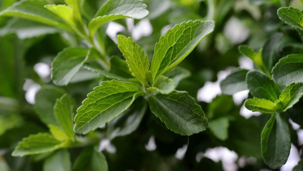 Stevia rebaudiana. Стевия растение. Стевия медовая. Стевия Дульсинея.