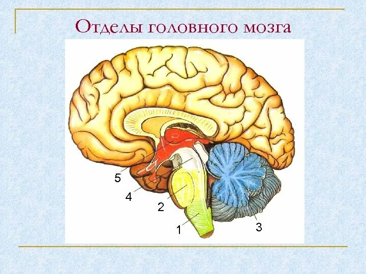 1 1 2 3 8 brain. Brian test 189 уровень. Строение головного мозга карточка. Игра brain out ответы вы можете решить эту задачу. 1 1 2 3 8 brain.
