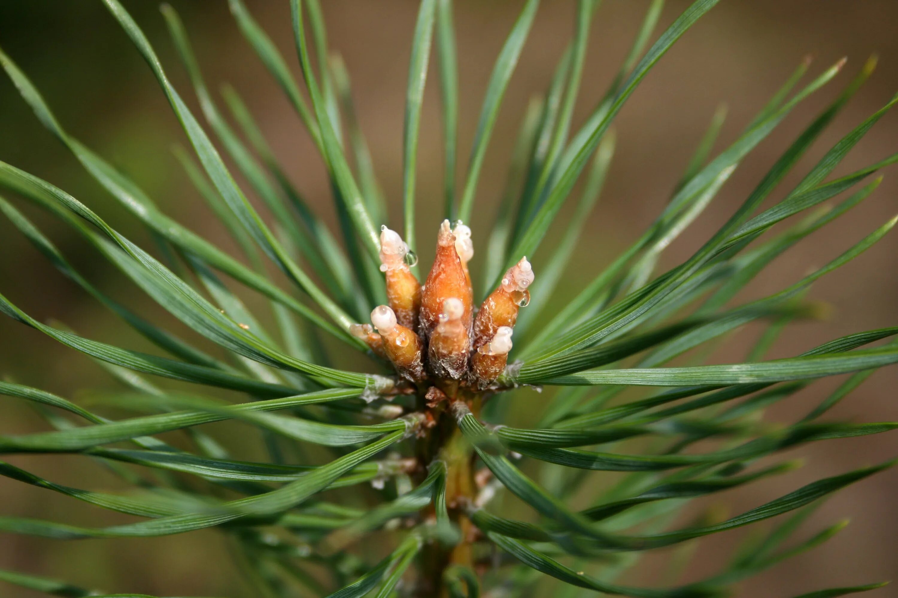 Пинус Сильвестрис. Сосна обыкновенная Pinus Sylvestris l. Сосна обыкновенная (Pinus Sylvestris) хвоя. Pinus Sylvestris почки. Почки сосны польза