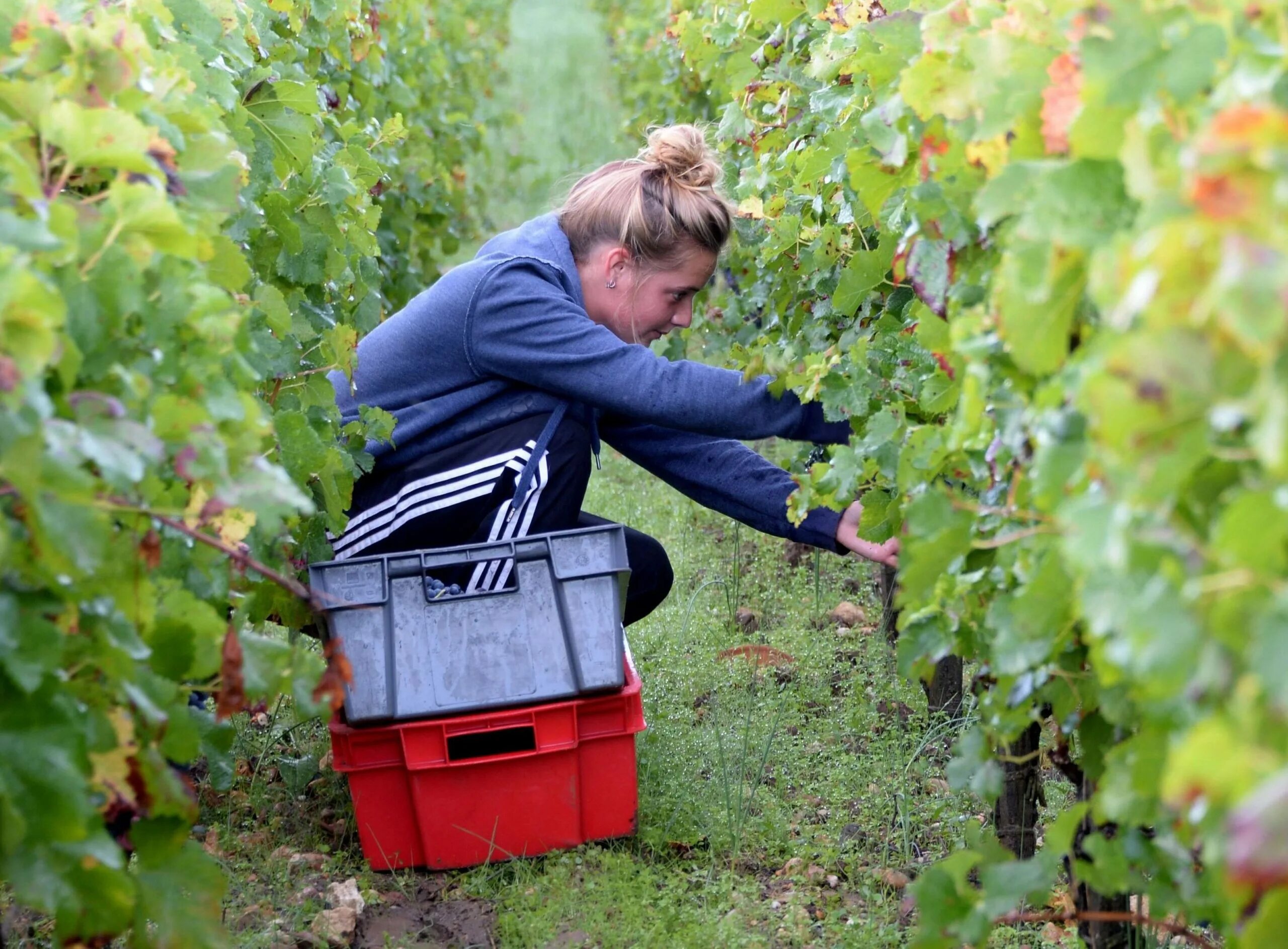 Подработка сбор ягод. Ягодные плантации. Сбор ягод в финляндии. Подработка сбор ягод. Подработка сбор ягод.