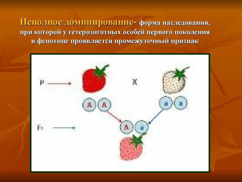 Генотипа промежуточного признака. Неполное доминирование. Наследование при неполном доминировании. Моногибридное скрещивание при неполном доминировании. Промежуточное наследование признаков.