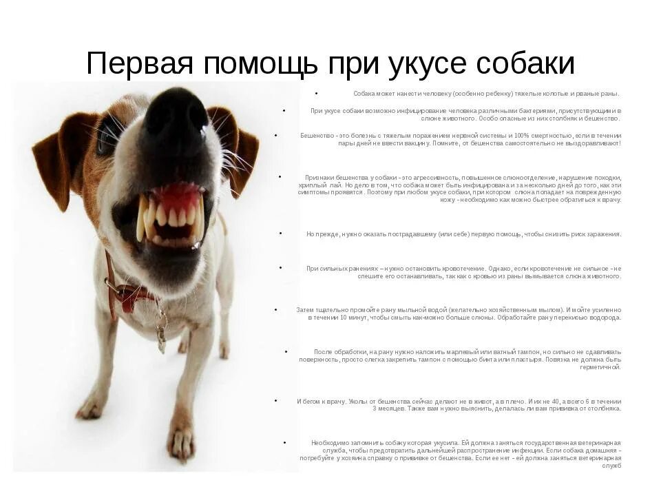 Первая помощь при укусе собаки. Оказание первой помощи при укусе собаки. Алгоритм действий при укусе собаки. Что сделаиьпри укосе србаки.
