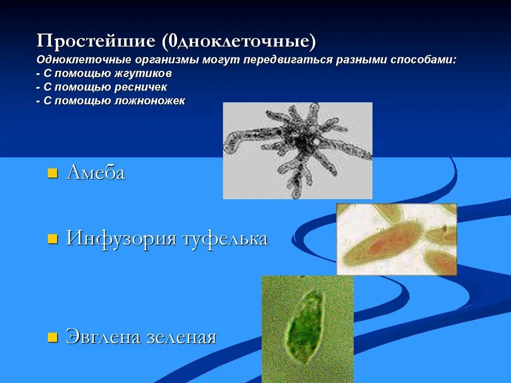 Основное свойство простейших. Одноклеточные организмы. Одноклеточные простейшие. Способы движения одноклеточных. Простейшие передвигаются с помощью.