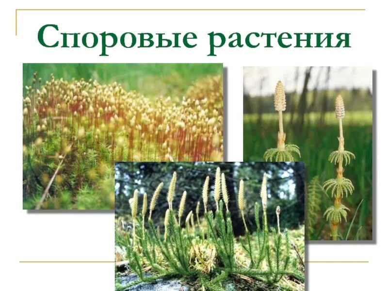 Споровые растения. Презентация к уроку высшие споровые растения. Споровые растения 5 класс. Высшие споровые растения 5 класс биология. Высшие споровые растения рис.