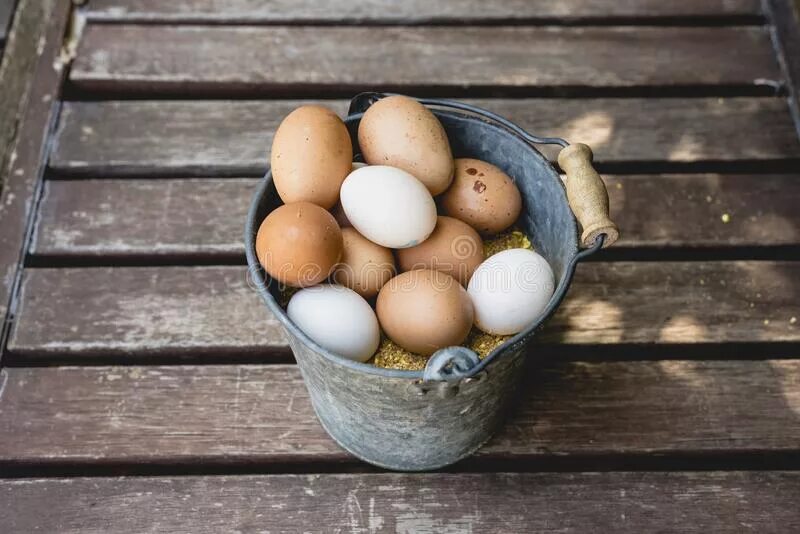 Много куриных яиц. Курица и яйцо. Много куриных яиц. Корзинка с яйцами. Коричневое яйцо.