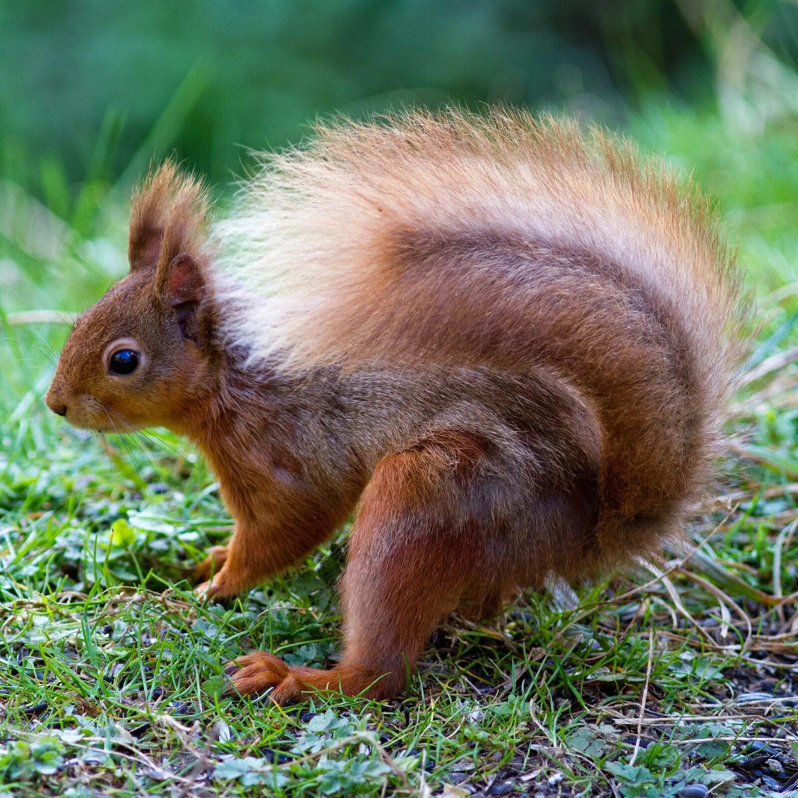 Squirrel updater