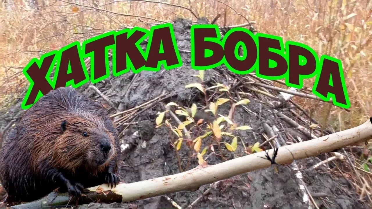 Бобр строй. Хатка бобра бункера. хатка бобра бункера кузя. плотина бобра бункера.