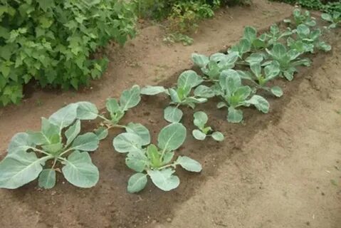 Что можно посадить рядом с белокочанной капустой