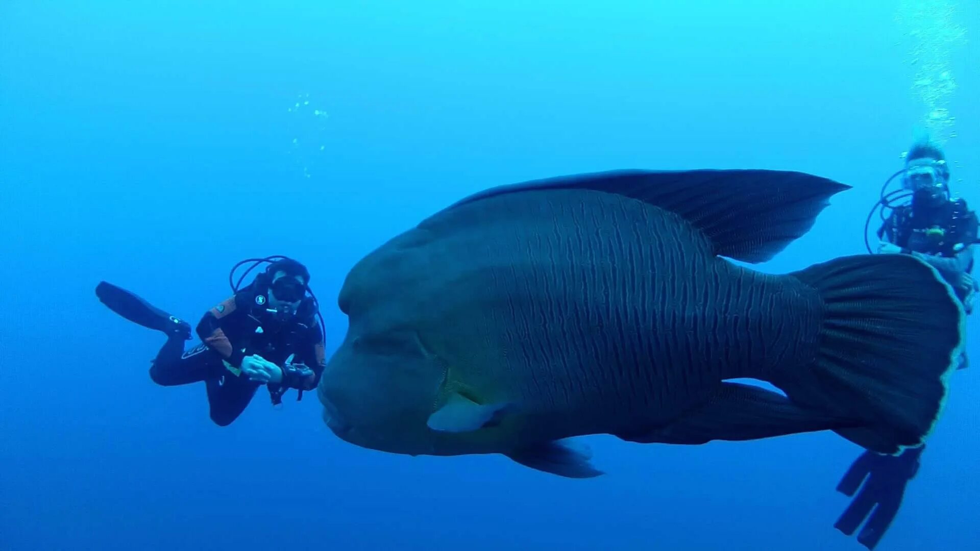9 dives