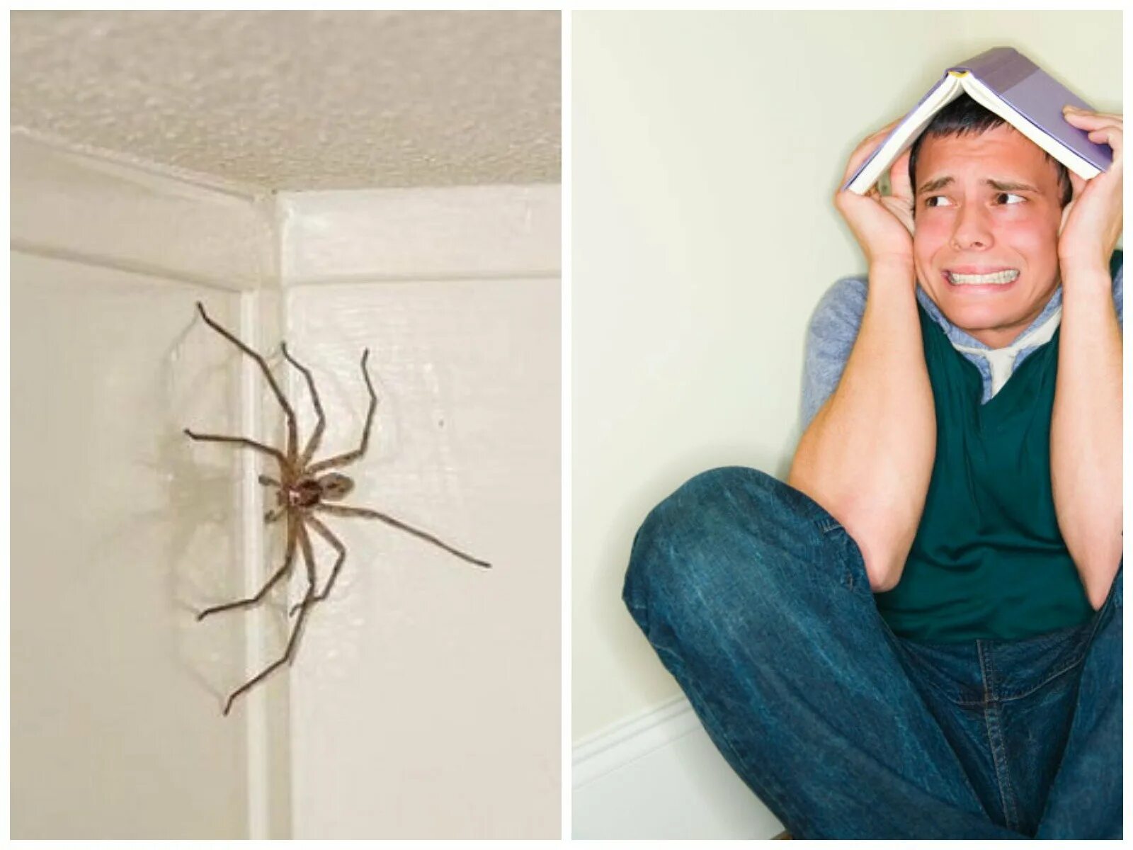 Увидел много нового. Огромный паук в доме. Самый большой домашний паук. Гигантский паук в доме. Пауки в доме домашние большие.