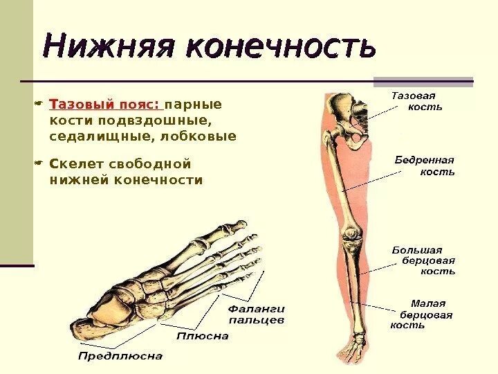 Самая крупная кость поясов конечностей. Кости пояса нижних конечностей человека. Скелет пояса нижних конечностей тазовый пояс. Скелет нижних конечностей кратко. Скелет таза и свободной нижней конечности.