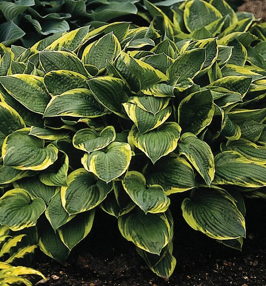 Хоста аугуст мун. Хоста с зелеными прожилками. Хоста sieboldiana ‘frances williams’. Хоста liberty (либерти). Hosta 2.