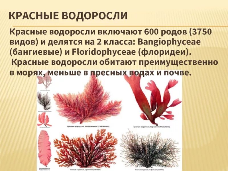 Красные водоросли 7 класс. Красные водоросли багрянки представители. Многообразие водорослей отдел красные водоросли. Красные водоросли багрянки строение. Многоклеточные водоросли каллитамнион.