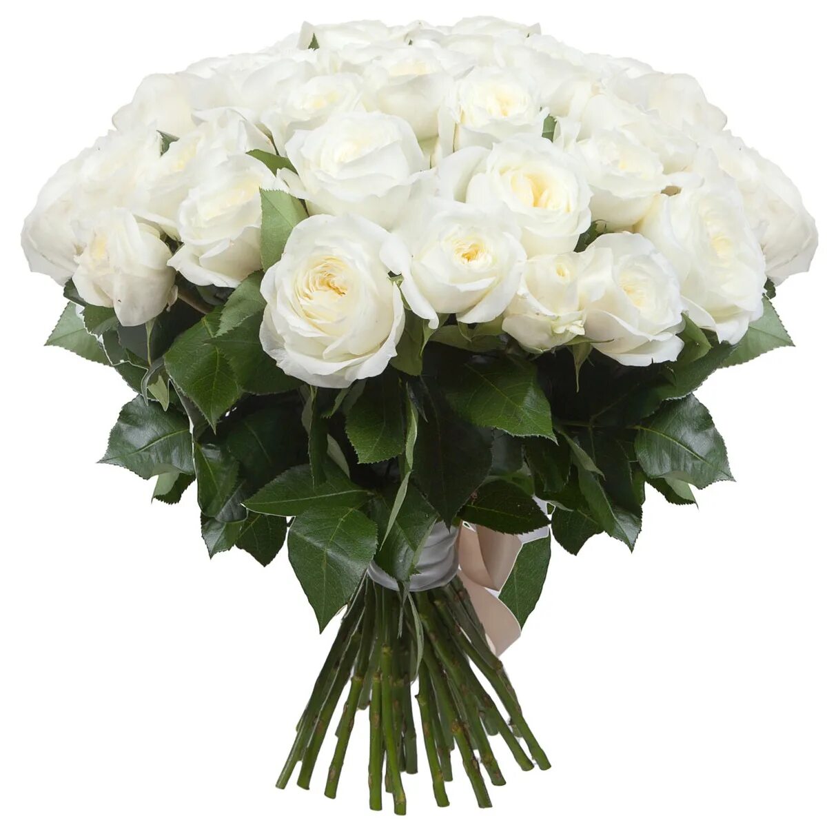роза россия белая. белый букет на прозрачном фоне. букет роз белых папе. букет роз белых папе. букет белых роз букет.