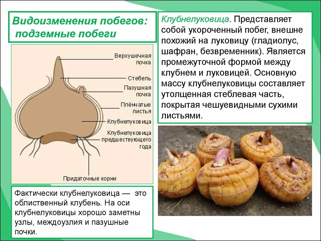 Строение корневища клубня луковицы. Видоизменения побегов клубнелуковица. Клубнелуковица строение побег. Метаморфозы побега клубнелуковица. Видоизменённые подземные побеги клубень.