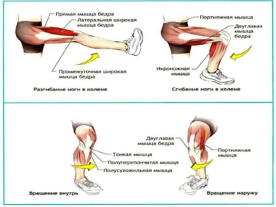 Почему ноги напряжены. Сгибатели коленного сустава. Мышцы сгибатели коленного сустава. Мышцы разгибающие коленный сустав.