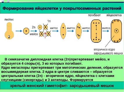 Из мегаспор сосны формируются яйцеклетки пыльцевые зерна