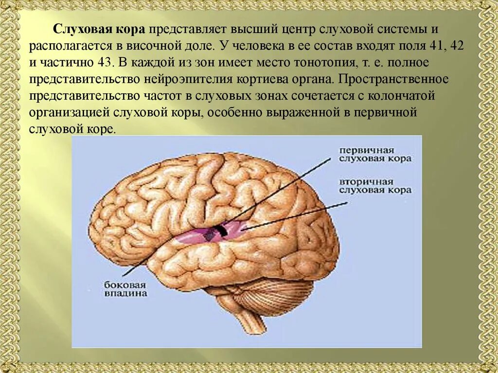 Слуховой анализатор слуховая зона коры. Слуховая зона коры функции.