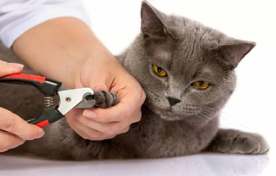Что давать кошке от шерсти
