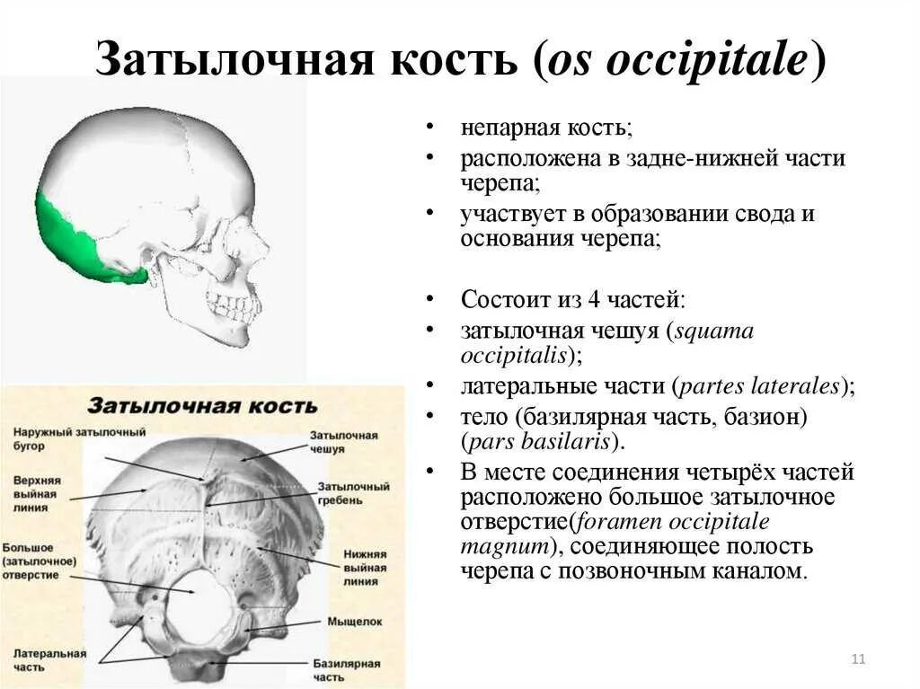 Характеристика затылочной кости. Кости головы анатомия затылочная кость. Строение костей черепа затылочная.