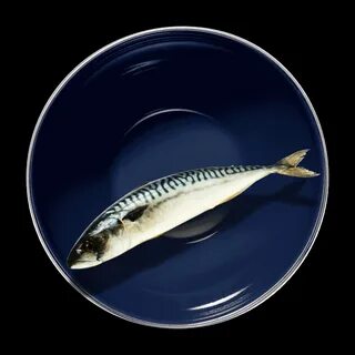 Атлантическая скумбрия