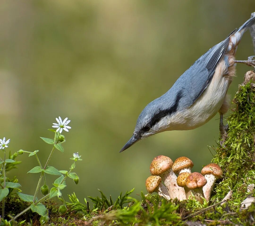 Повадился поползень на огород. Поползень в сибири. Повадился поползень на огород. Обыкновенный поползень sitta europaea. Дальний восток поползень.