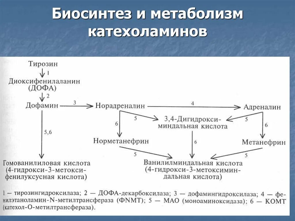 Никотин обмен веществ. Схема механизма действия катехоламинов. Катаболизм катехоламинов биохимия. Распад катехоламинов схема. Механизм катаболизма катехоламинов.