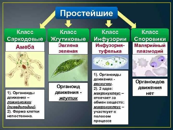 Различия в строении одноклеточных. Класс Саркодовые и класс жгутиковые. Корненожки жгутиконосцы инфузории таблица. Саркодовые и жгутиковые таблица. Саркодовые жгутиконосцы инфузории таблица.