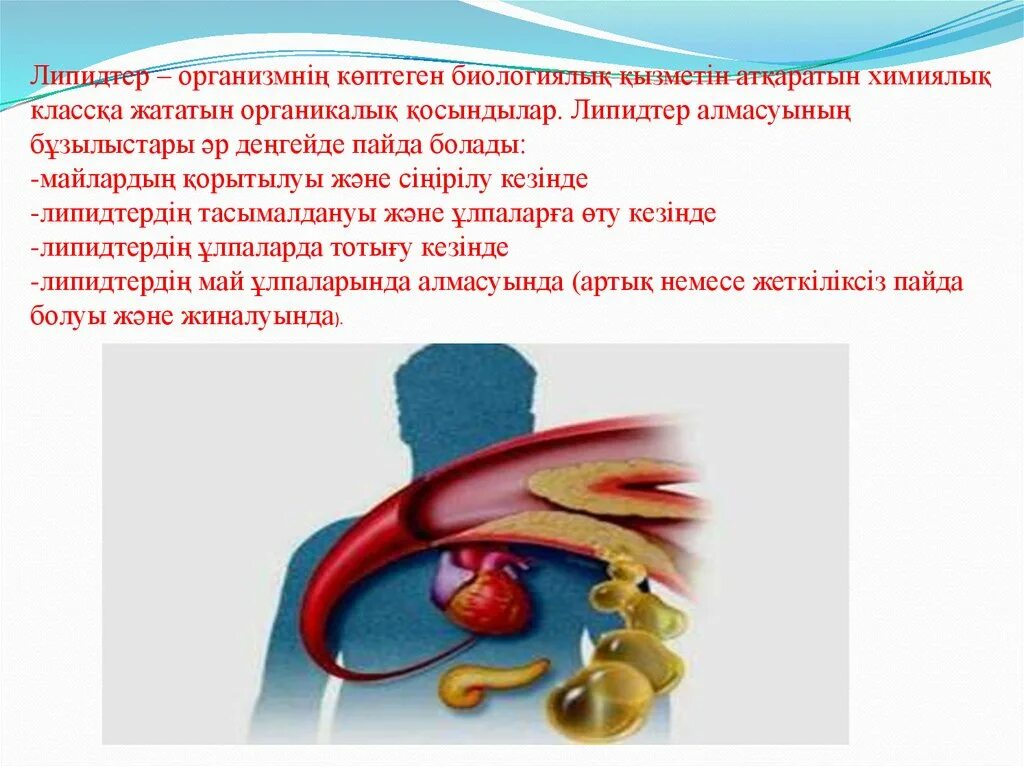 Липидтер. Липидтер алмасуы биохимия. Май алмасу патофизиологиясы. Липидтердің класификациасы?.