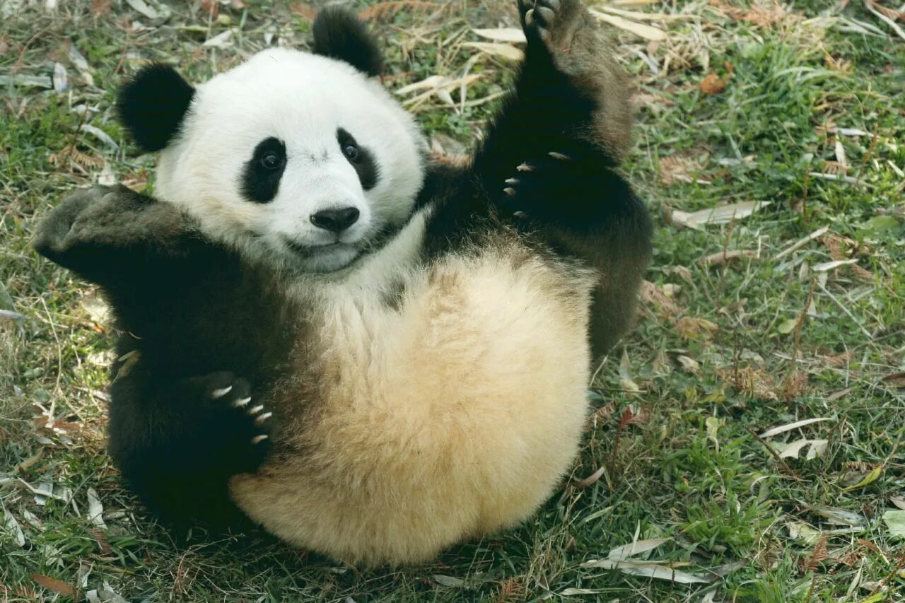 Pandas df