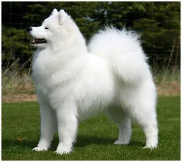 Samoyed... 