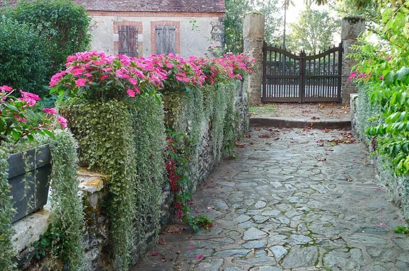 Window box in shades of green & white: trailing white petunias, dichondra, dusty